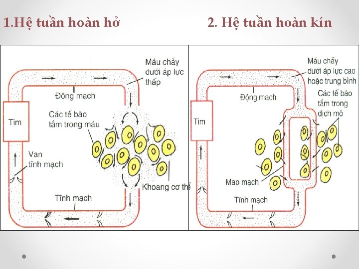 1. Hệ tuần hoàn hở 2. Hệ tuần hoàn kín 