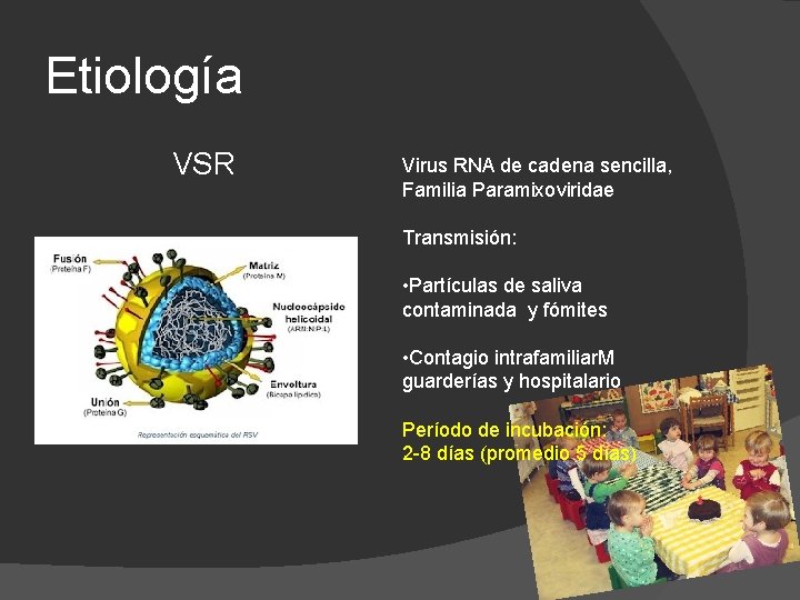 Etiología VSR Virus RNA de cadena sencilla, Familia Paramixoviridae Transmisión: • Partículas de saliva