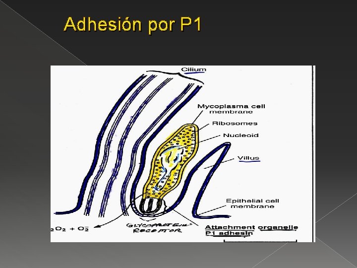 Adhesión por P 1 