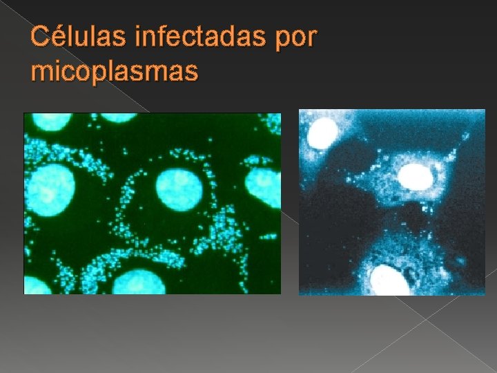 Células infectadas por micoplasmas 