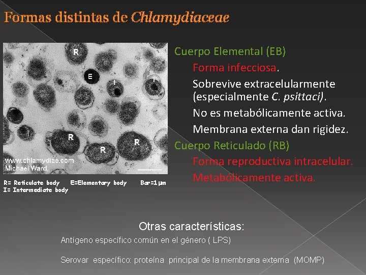 Formas distintas de Chlamydiaceae R= Reticulate body E=Elementary body I= Intermediate body Bar=1 mm