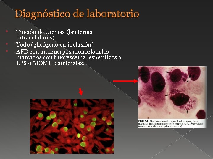 Diagnóstico de laboratorio • • • Tinción de Giemsa (bacterias intracelulares) Yodo (glicógeno en