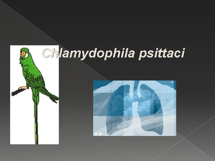 Chlamydophila psittaci 