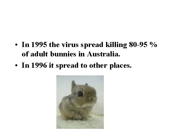  • In 1995 the virus spread killing 80 -95 % of adult bunnies