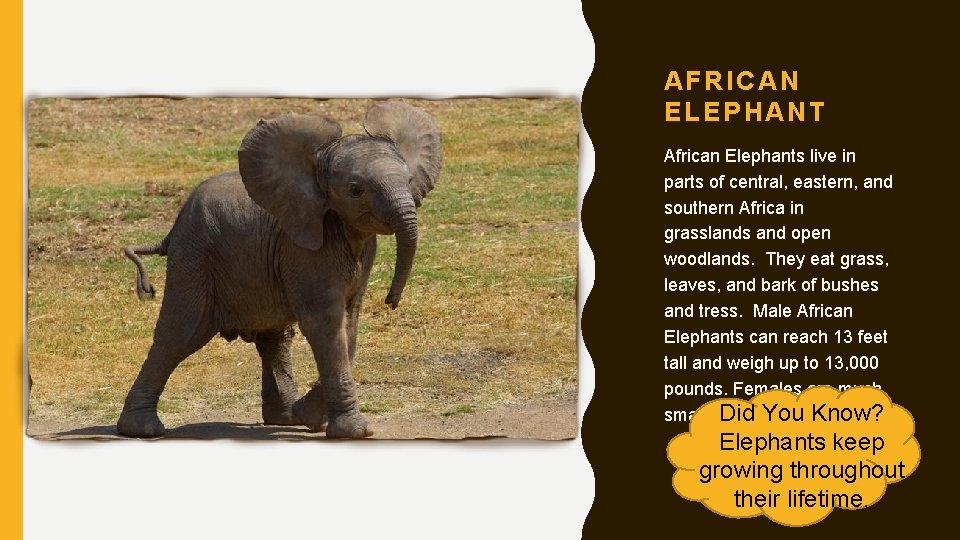 AFRICAN ELEPHANT African Elephants live in parts of central, eastern, and southern Africa in