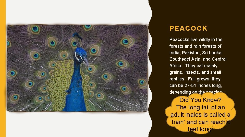 PEACOCK Peacocks live wildly in the forests and rain forests of India, Pakistan, Sri