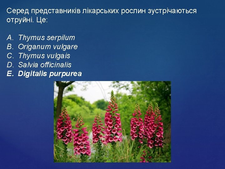 Cеред представників лікарських рослин зустрічаються отруйні. Це: A. B. C. D. E. Thymus serpilum