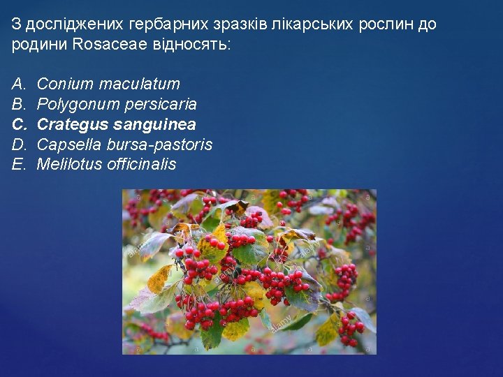 З досліджених гербарних зразків лікарських рослин до родини Rosaceae відносять: A. B. C. D.