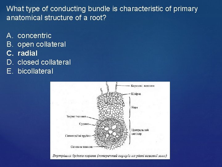 What type of conducting bundle is characteristic of primary anatomical structure of a root?