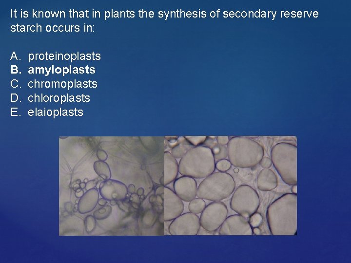 It is known that in plants the synthesis of secondary reserve starch occurs in: