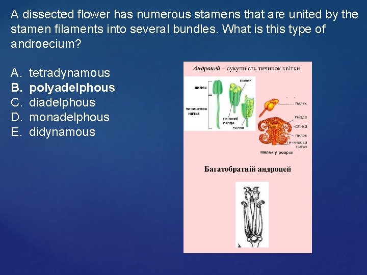 A dissected flower has numerous stamens that are united by the stamen filaments into