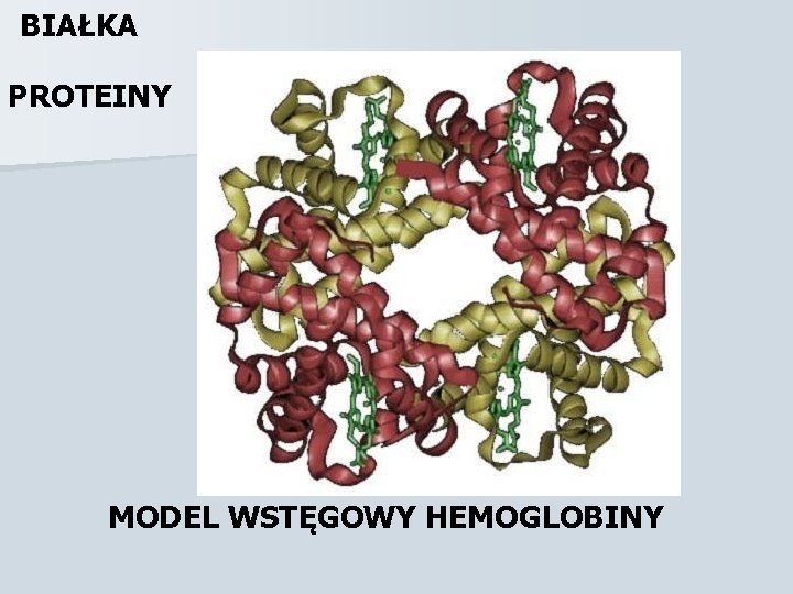 BIAŁKA PROTEINY MODEL WSTĘGOWY HEMOGLOBINY 