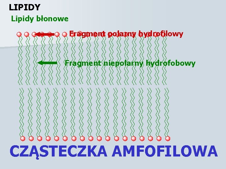 LIPIDY Lipidy błonowe Fragment polarny hydrofilowy Fragment niepolarny hydrofobowy CZĄSTECZKA AMFOFILOWA 