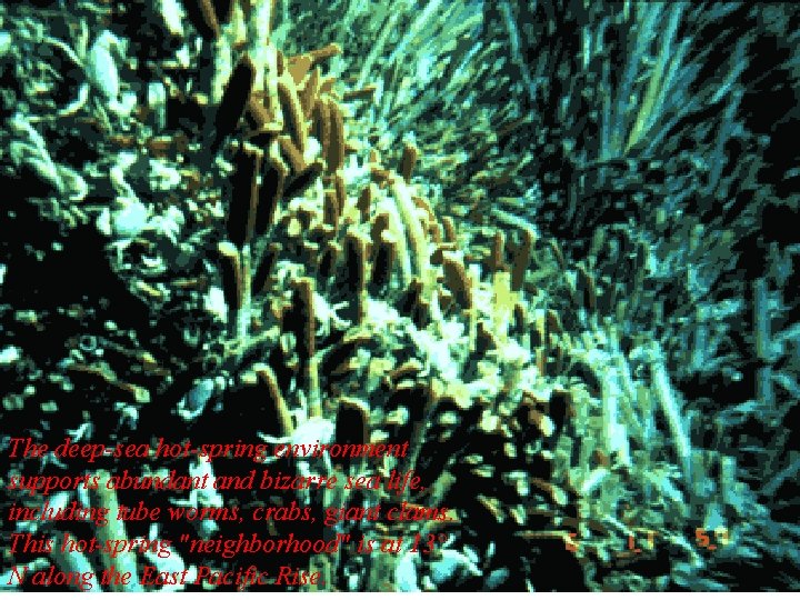 The deep-sea hot-spring environment supports abundant and bizarre sea life, including tube worms, crabs,