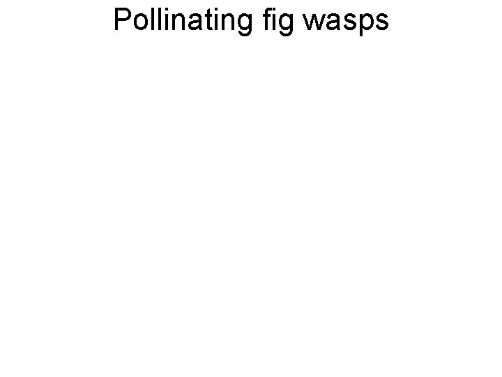 Pollinating fig wasps 