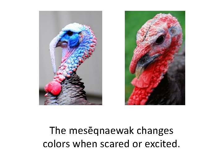 The mesēqnaewak changes colors when scared or excited. 