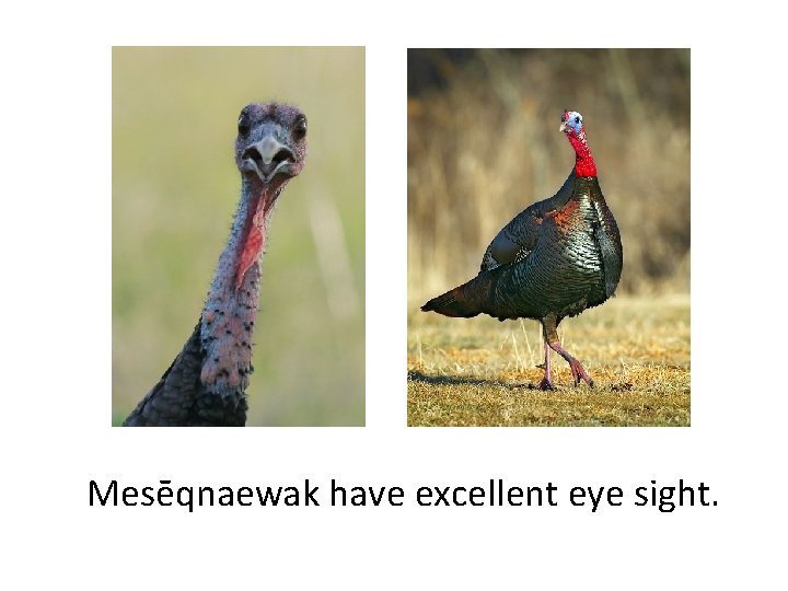Mesēqnaewak have excellent eye sight. 