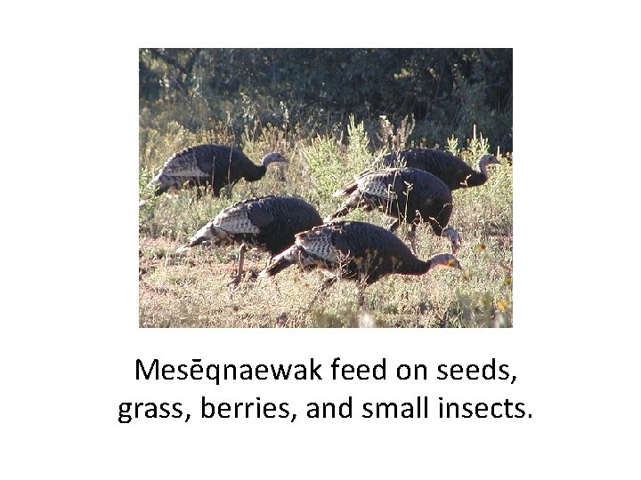 Mesēqnaewak feed on seeds, grass, berries, and small insects. 