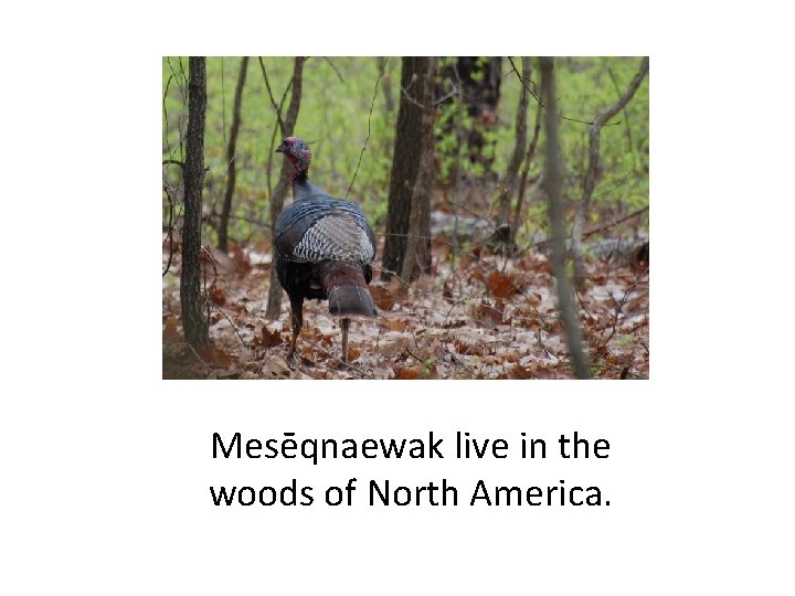 Mesēqnaewak live in the woods of North America. 