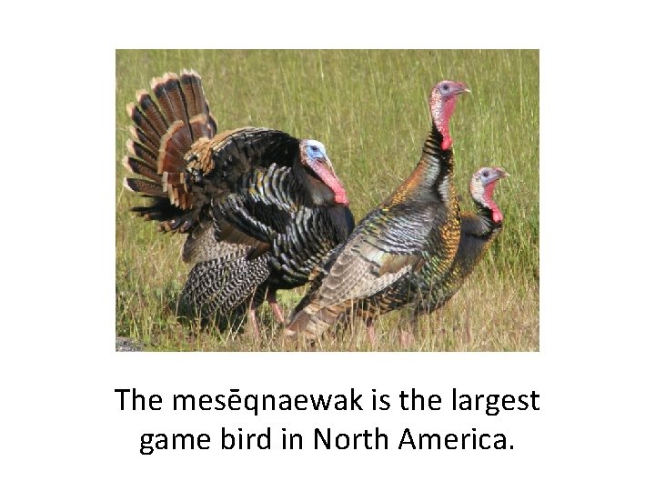 The mesēqnaewak is the largest game bird in North America. 