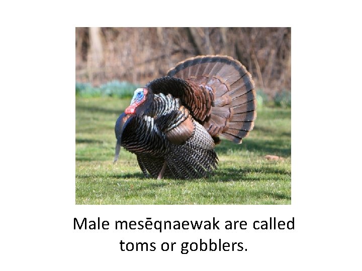 Male mesēqnaewak are called toms or gobblers. 