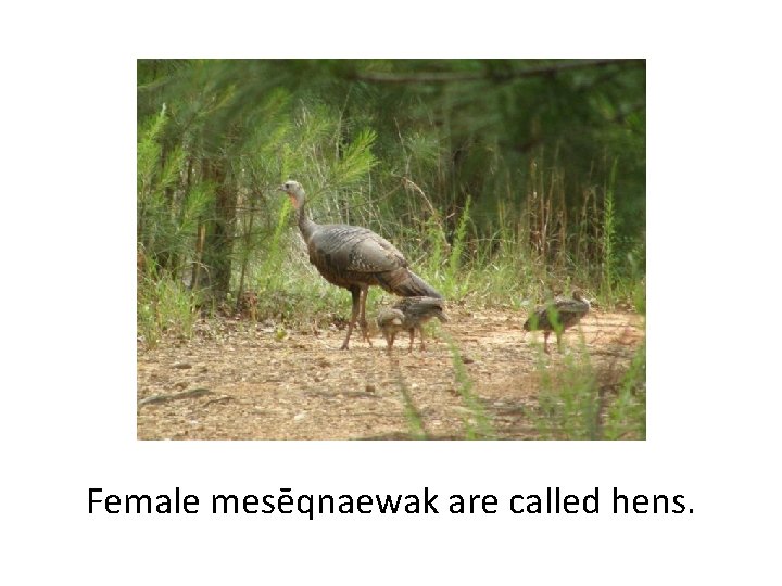 Female mesēqnaewak are called hens. 