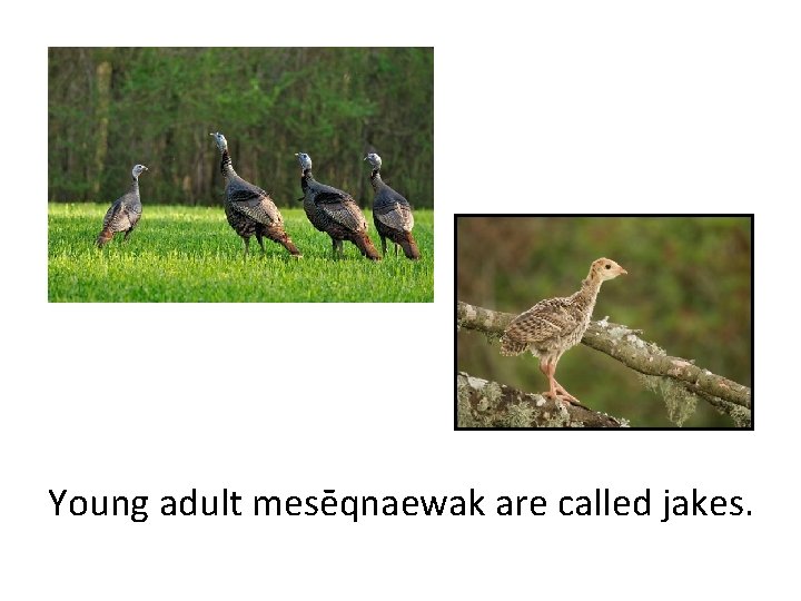 Young adult mesēqnaewak are called jakes. 