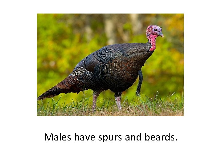 Males have spurs and beards. 