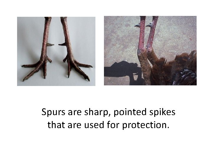 Spurs are sharp, pointed spikes that are used for protection. 