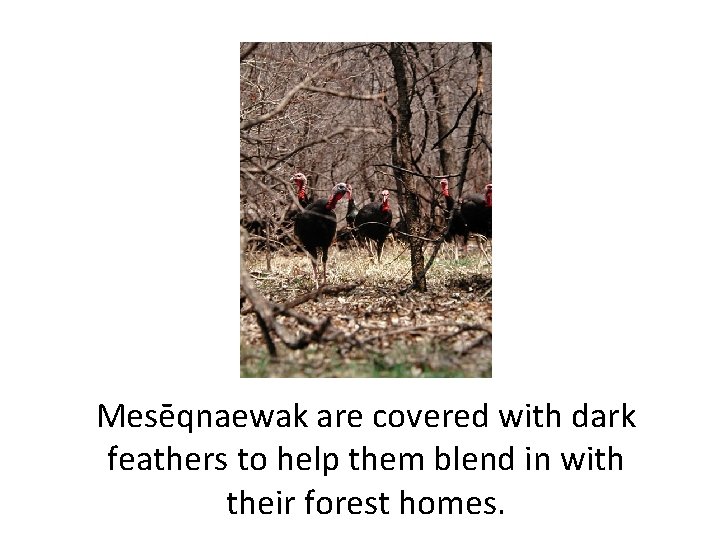 Mesēqnaewak are covered with dark feathers to help them blend in with their forest