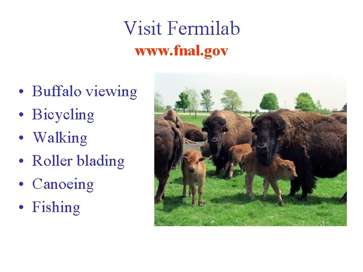 Visit Fermilab www. fnal. gov • • • Buffalo viewing Bicycling Walking Roller blading