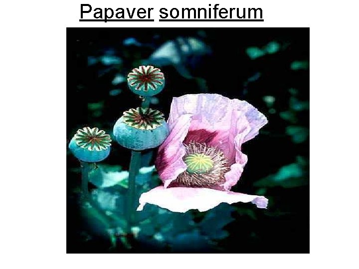 Papaver somniferum 