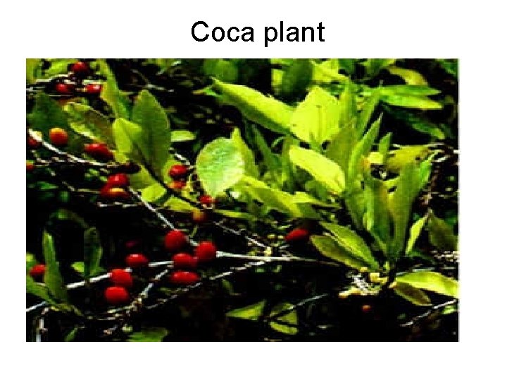 Coca plant 