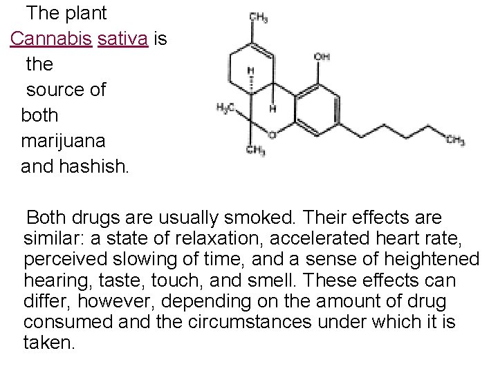  The plant Cannabis sativa is the source of both marijuana and hashish. Both