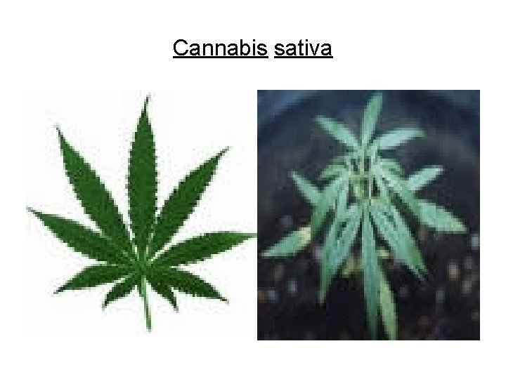 Cannabis sativa 