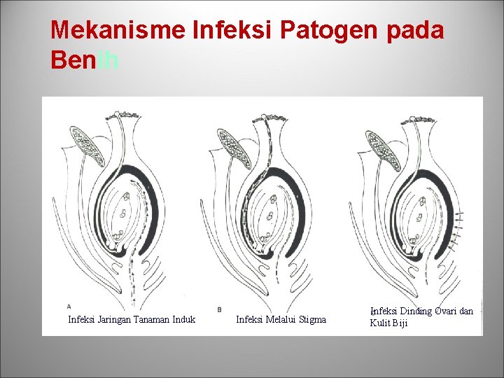 Mekanisme Infeksi Patogen pada Benih Infeksi Jaringan Tanaman Induk Infeksi Melalui Stigma Infeksi Dinding