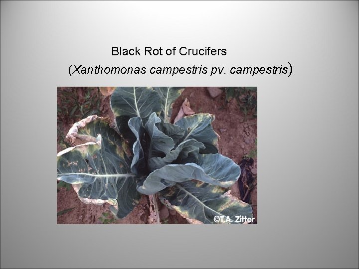 Black Rot of Crucifers (Xanthomonas campestris pv. campestris) 