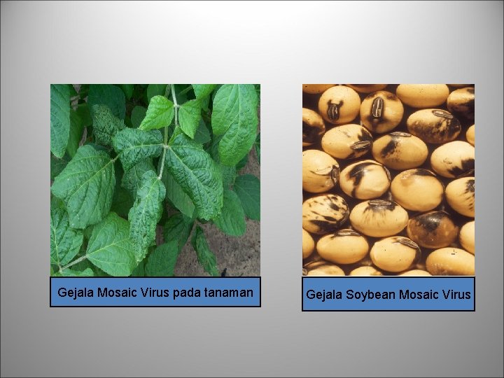 Gejala Mosaic Virus pada tanaman Gejala Soybean Mosaic Virus 