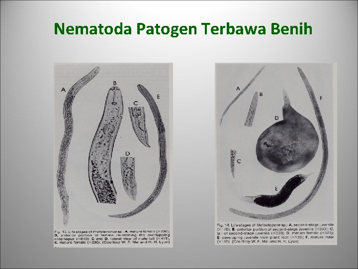 Nematoda Patogen Terbawa Benih 