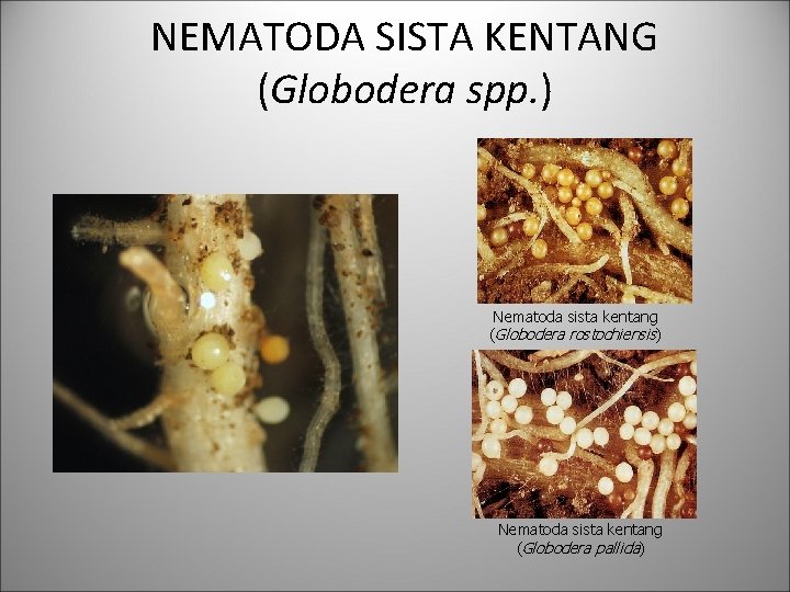 NEMATODA SISTA KENTANG (Globodera spp. ) Nematoda sista kentang (Globodera rostochiensis) Nematoda sista kentang
