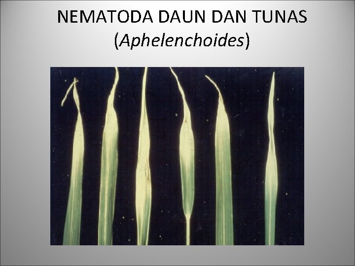 NEMATODA DAUN DAN TUNAS (Aphelenchoides) 