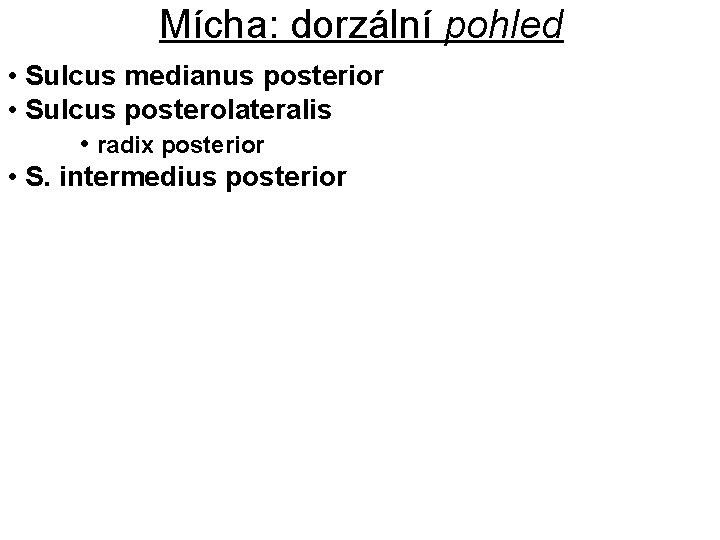 Mícha: dorzální pohled • Sulcus medianus posterior • Sulcus posterolateralis • radix posterior •