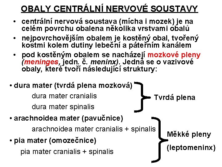 OBALY CENTRÁLNÍ NERVOVÉ SOUSTAVY • centrální nervová soustava (mícha i mozek) je na celém