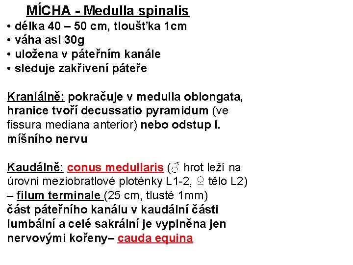  MÍCHA - Medulla spinalis • délka 40 – 50 cm, tloušťka 1 cm