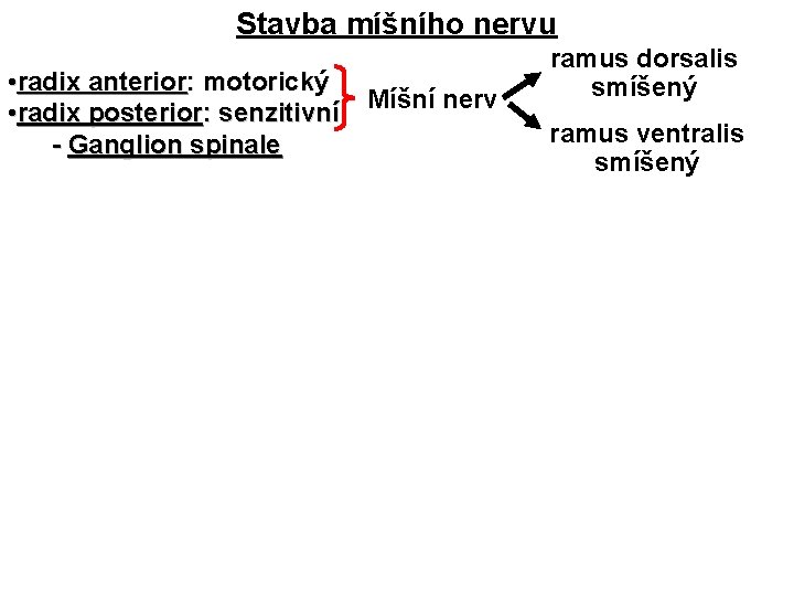 Stavba míšního nervu • radix anterior: motorický • radix posterior: senzitivní - Ganglion spinale