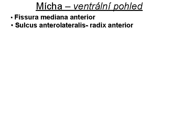 Mícha – ventrální pohled • Fissura mediana anterior • Sulcus anterolateralis- radix anterior 