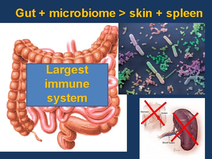 Gut + microbiome > skin + spleen Largest immune system 