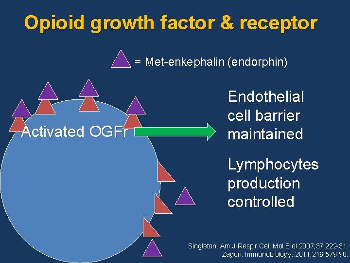 Opioid growth factor & receptor = Met-enkephalin (endorphin) Activated OGFr Endothelial cell barrier maintained