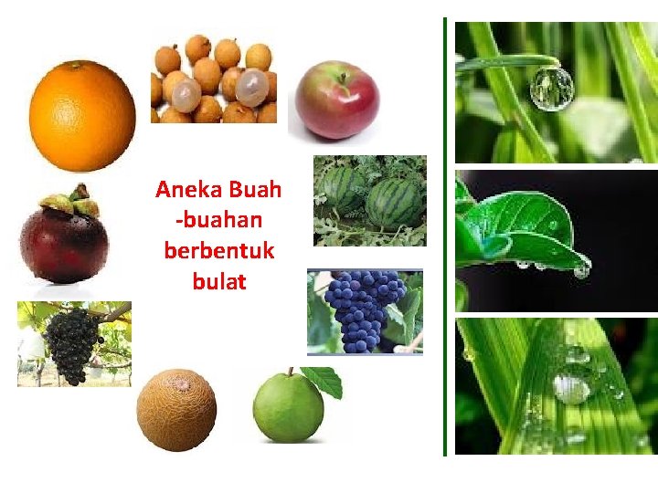 Aneka Buah -buahan berbentuk bulat 