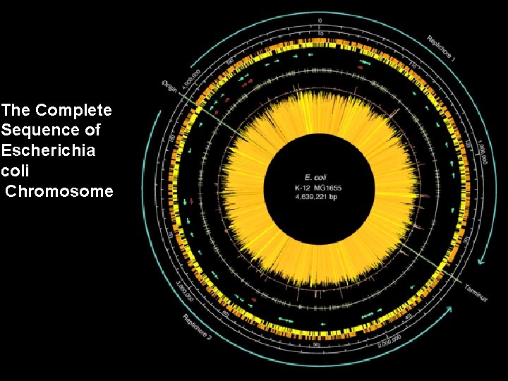 The Complete Sequence of Escherichia coli Chromosome 